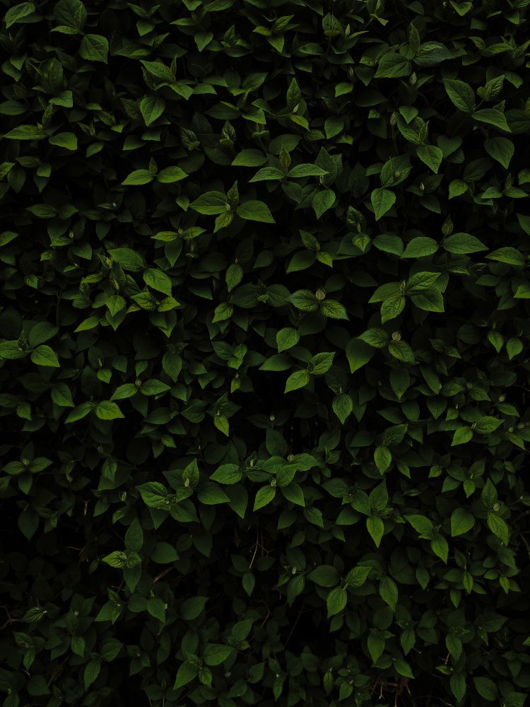 Photograph by Tatiana