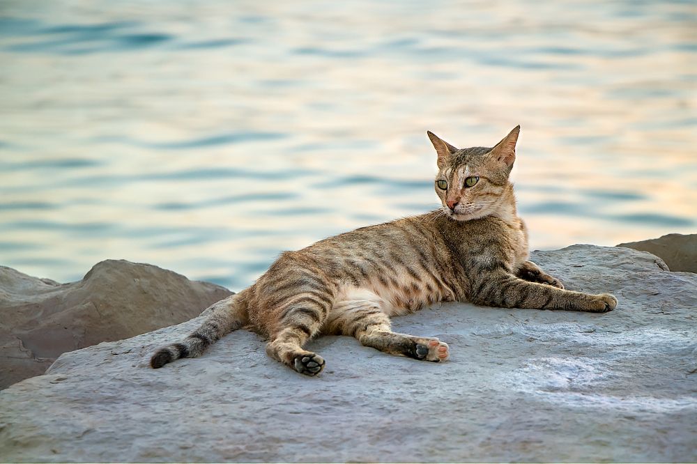 Photograph by Forough Ashkanian