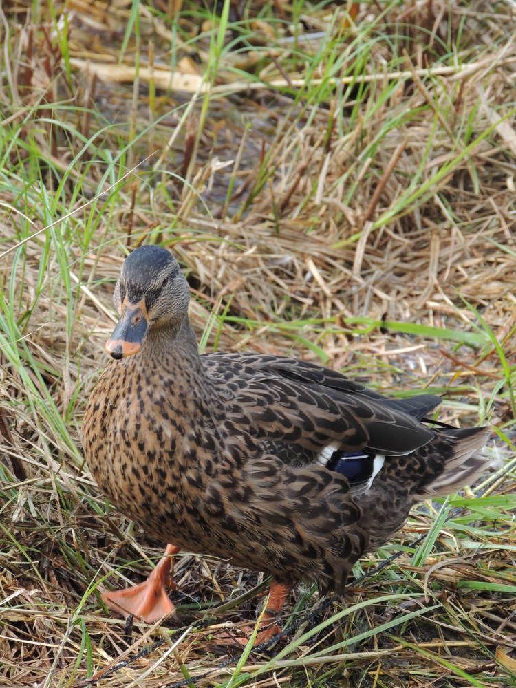 Photograph by Ольга Харламова