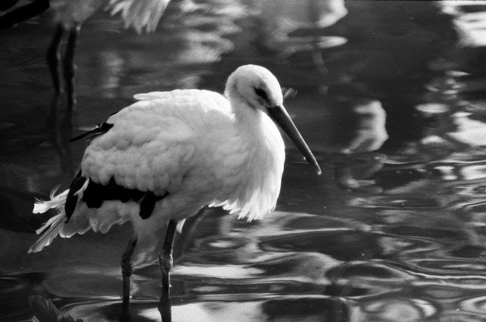 Photograph by Ahmed Hatem