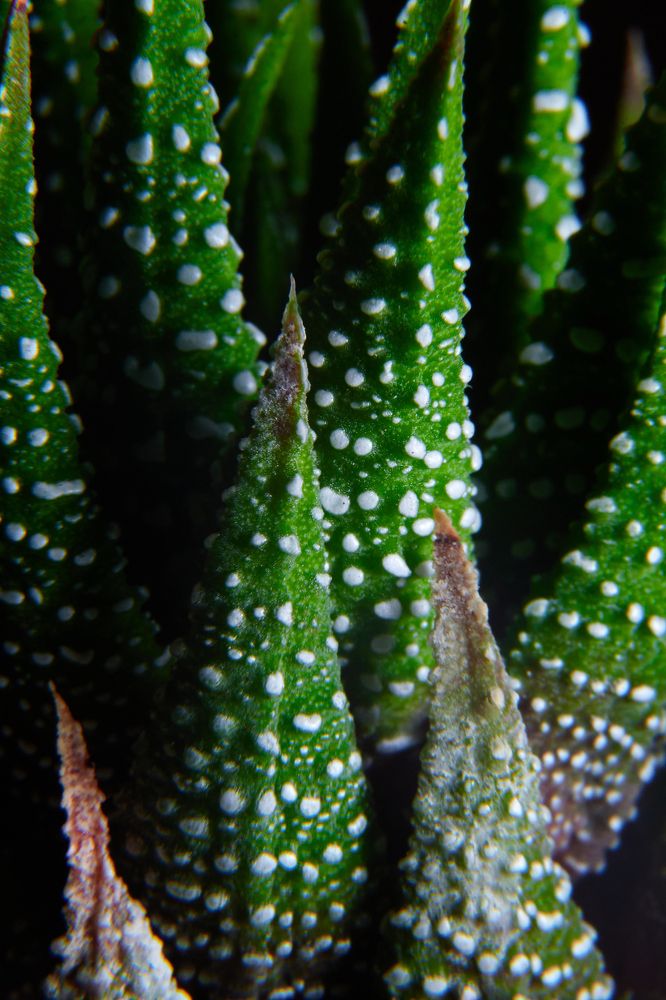 Магия зеленого