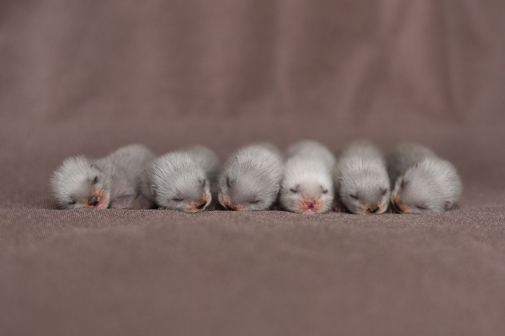 Под копирку