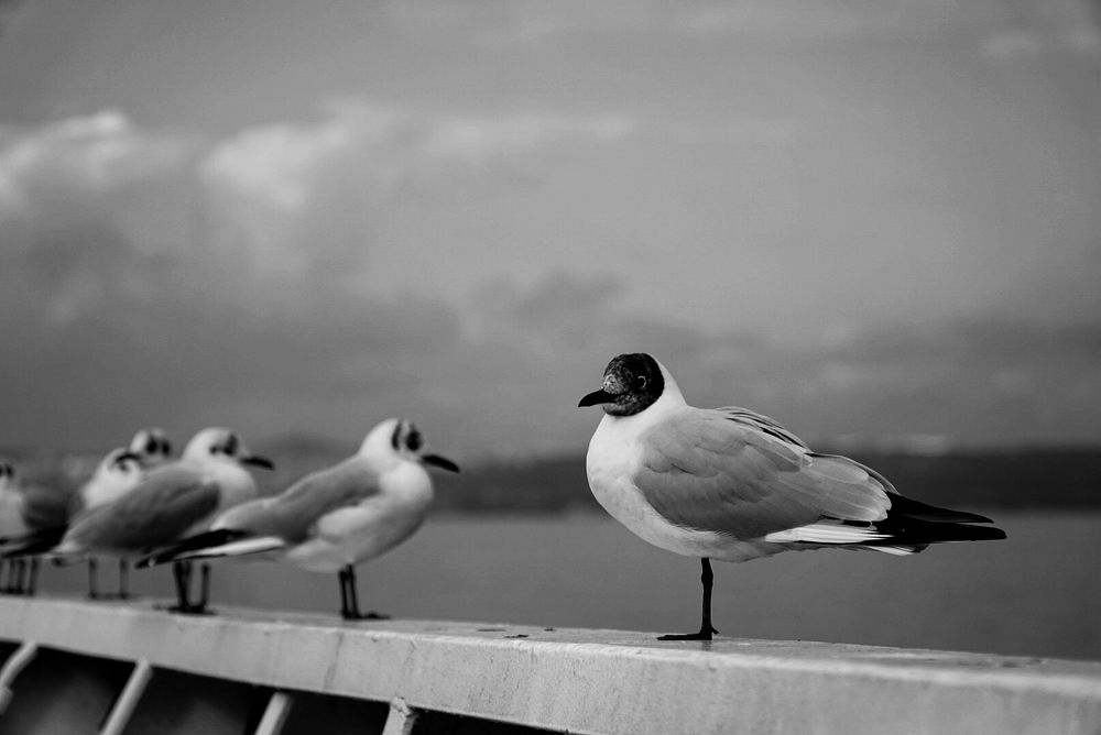 Photograph by Mine Şentürk