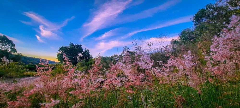 Фотография автора Iara krisna Puntel da Silva