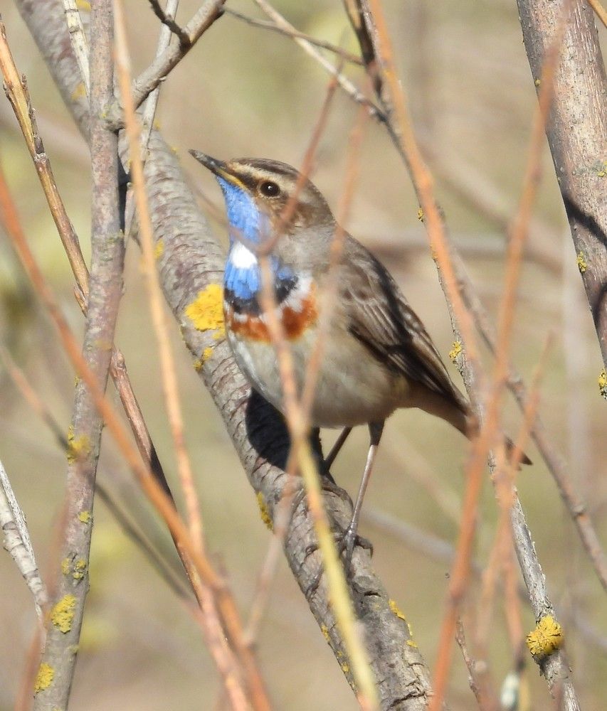Варакушка - Luscinia svecica