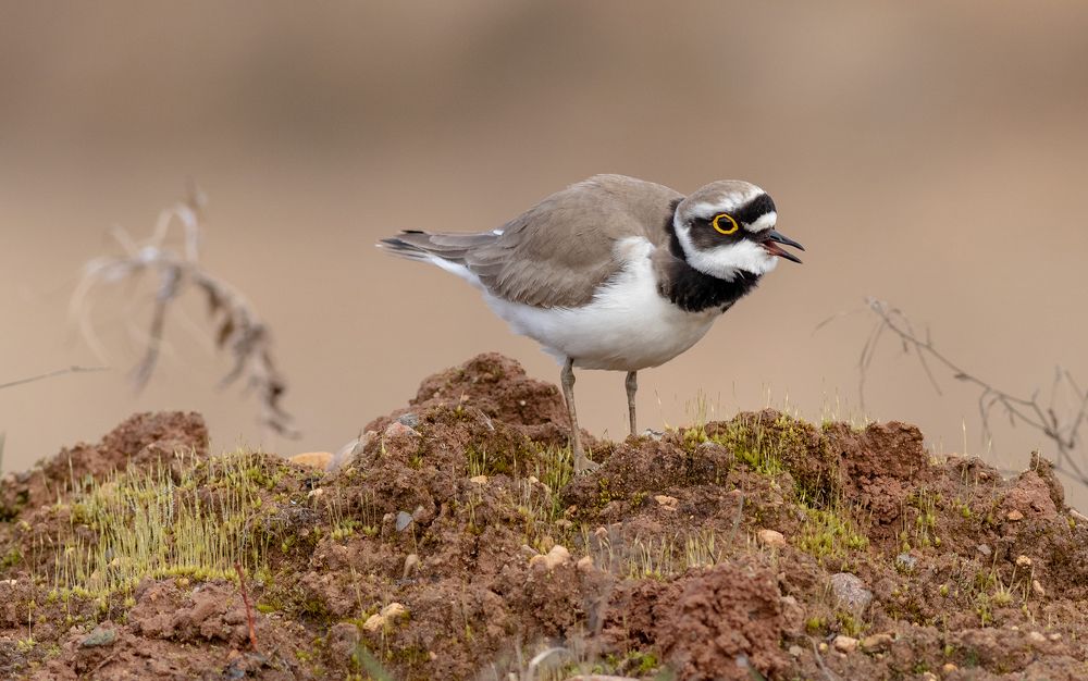 Photograph by Павел Краснослободцев
