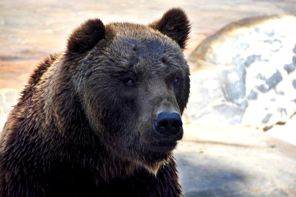 Photograph by Senthamilarasu