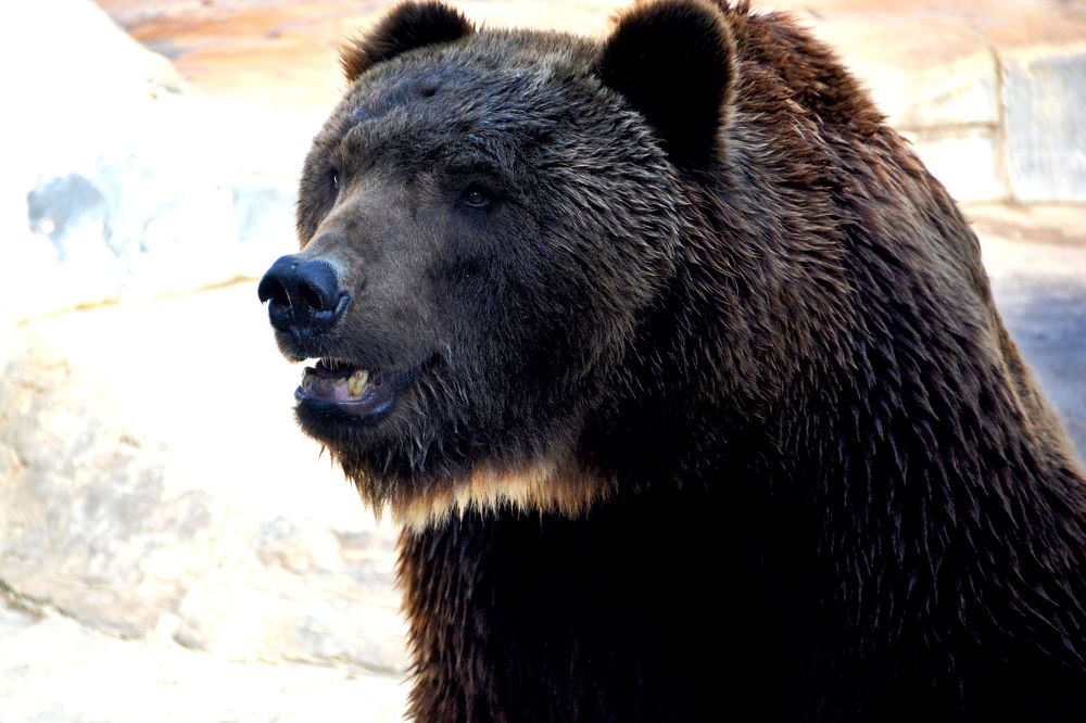 Photograph by Senthamilarasu