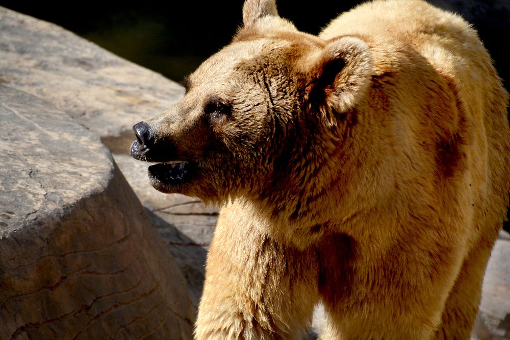 Photograph by Senthamilarasu