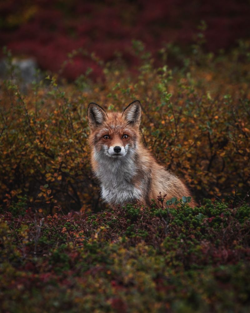 В гостях у лиса