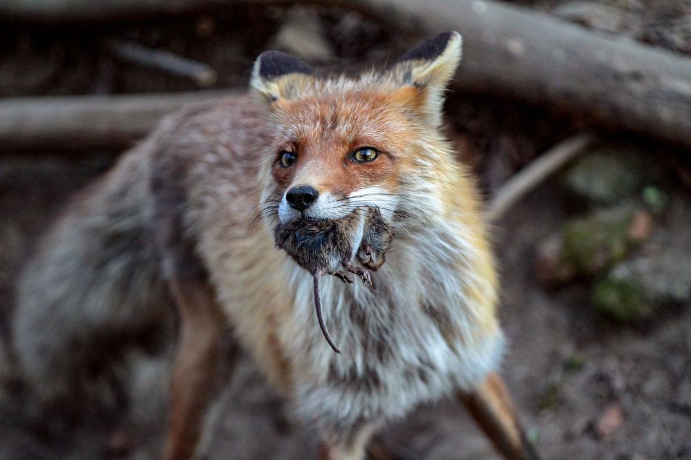 Удачная охота