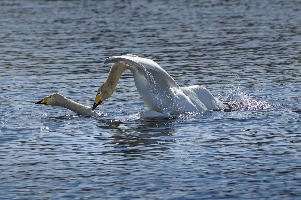 Photograph by Евгений Санин