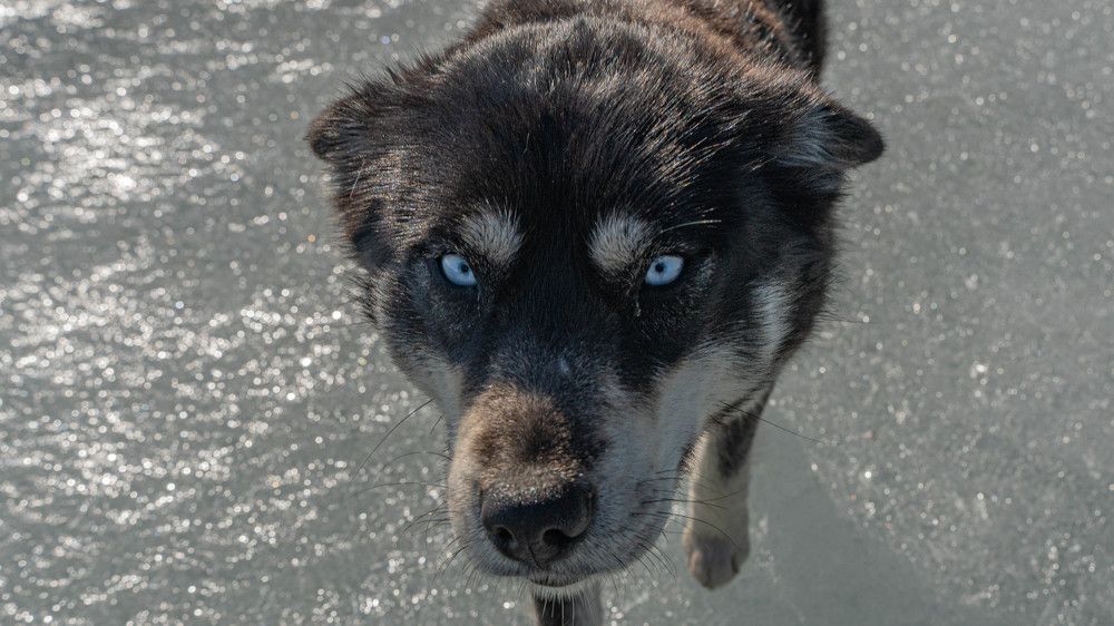 Холодный взгляд на льду.