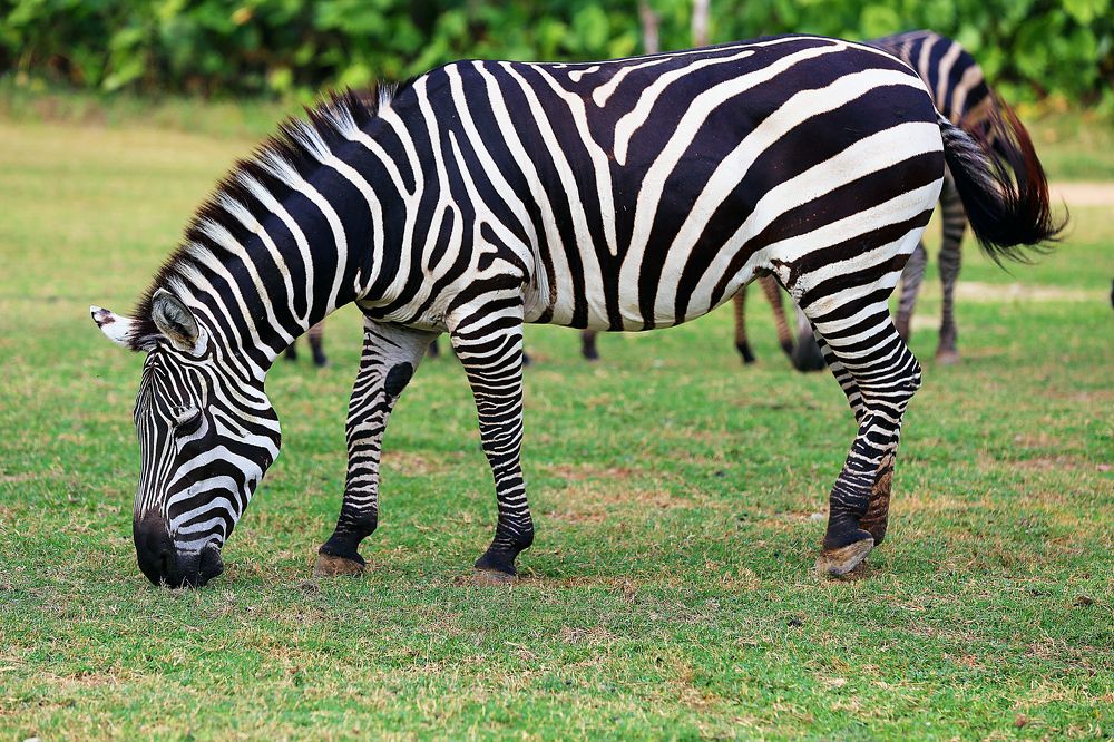 Zebra