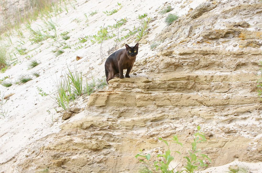 Фотография автора Надежда Лисицына
