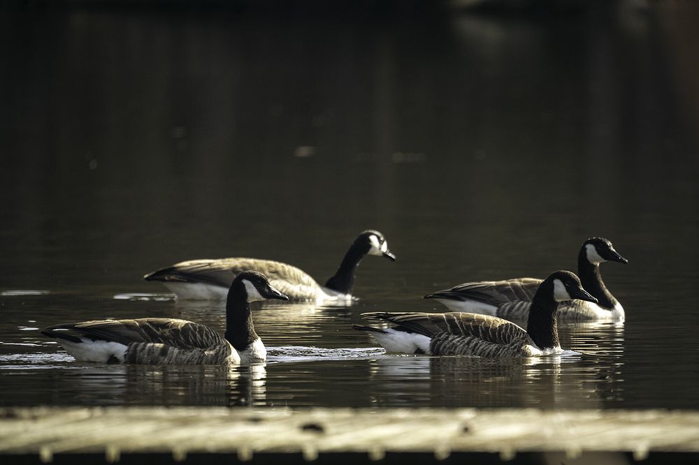Photograph by Anna Sindikayeva