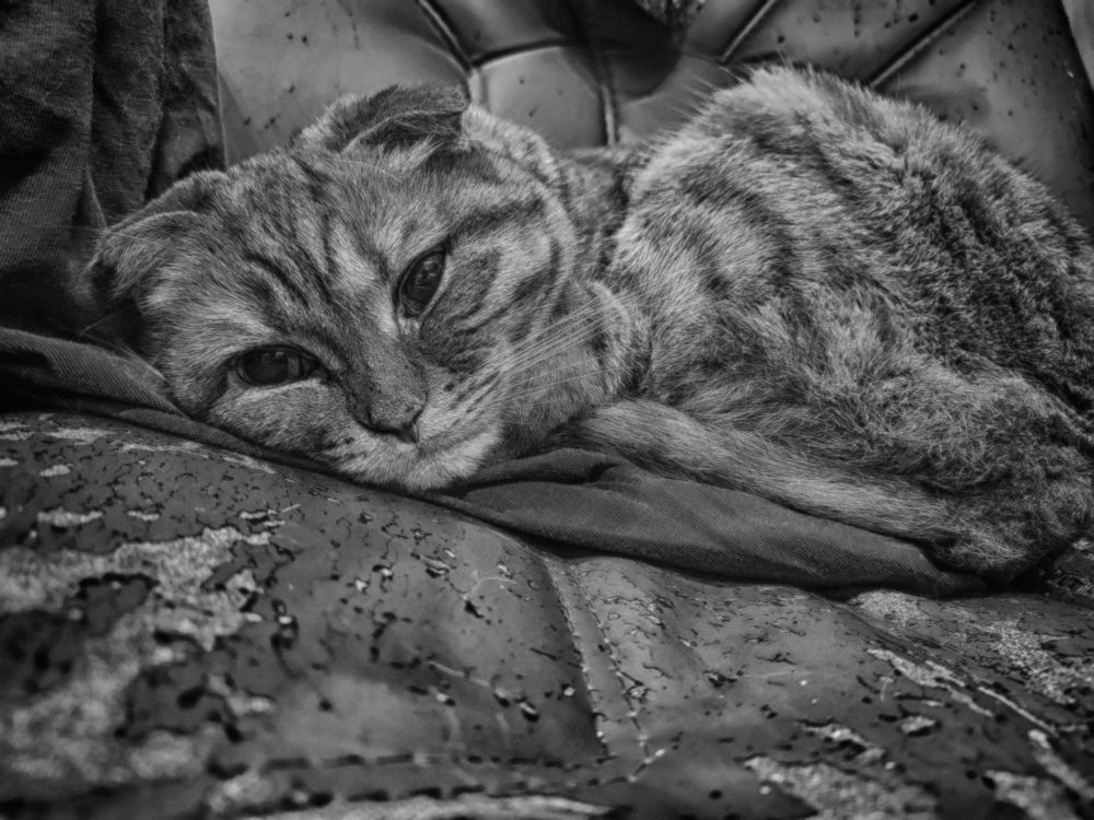 Фотография автора Валерий Цуркан