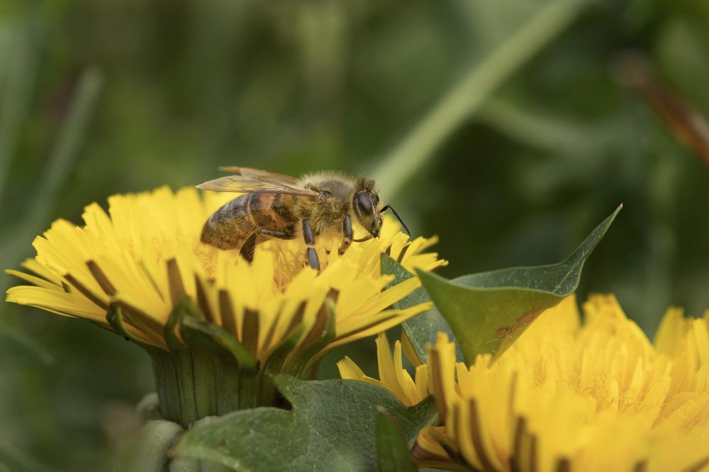 Photograph by Mauro Case