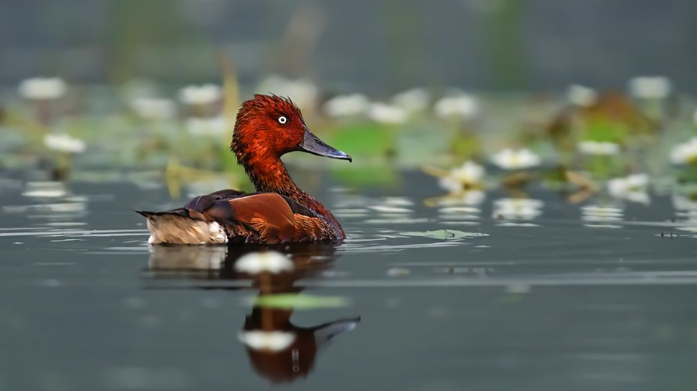 The ferruginous duck