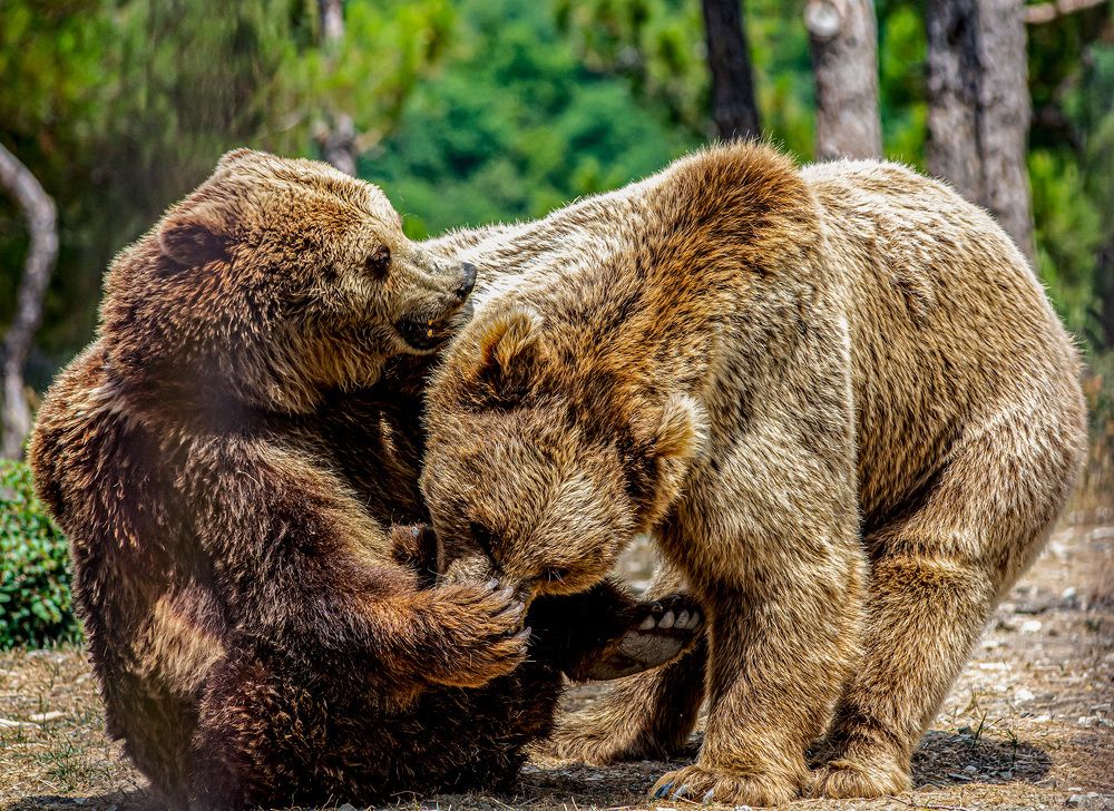 Photograph by Савчук Сергей