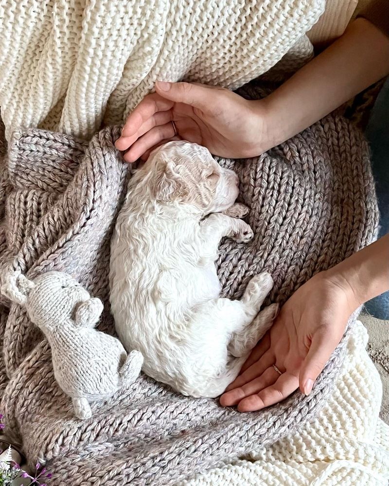 Спят усталые игрушки ✨