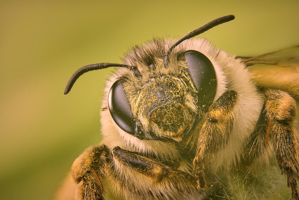 Photograph by Boris Bekelman