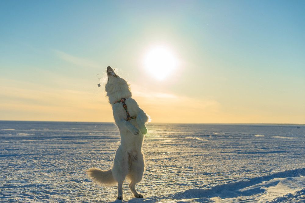 Photograph by Олеся Суббота