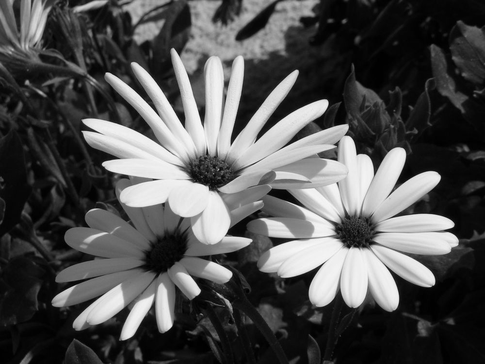 Фотография автора Dubravko Maricic