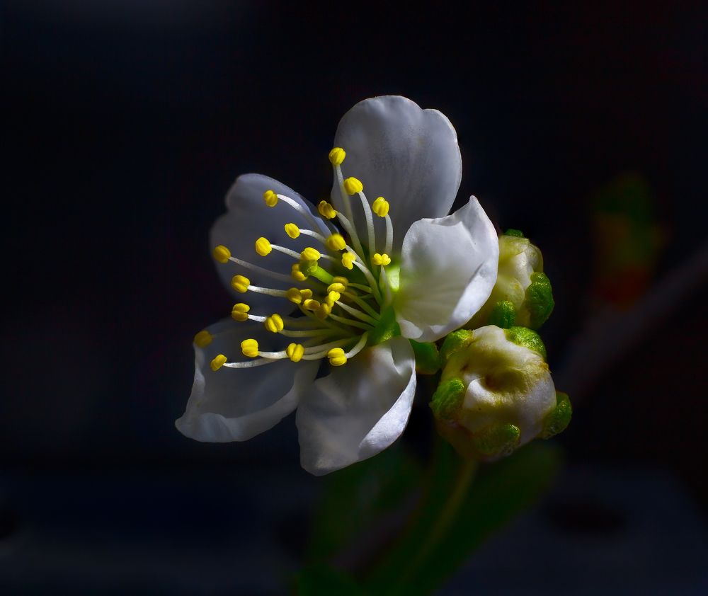 Цветок вишни