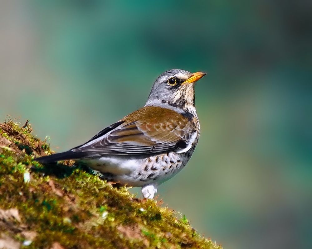 Photograph by Игорь Чеботарёв