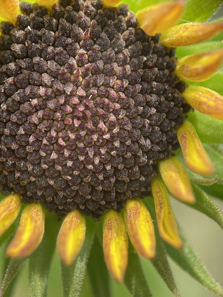 Фотография автора BIPLAB MISRA