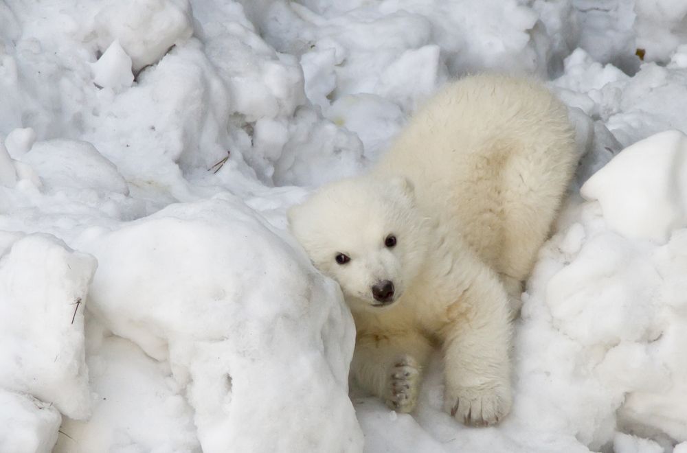 Photograph by Andrey Pristyazhnyuk