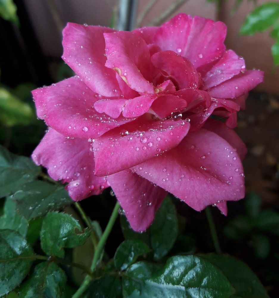 Photograph by Pujo Cahyono