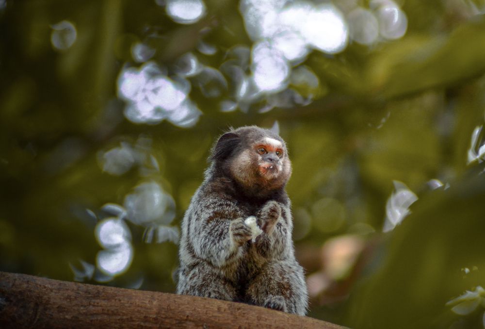 Photograph by Dimison Nunes