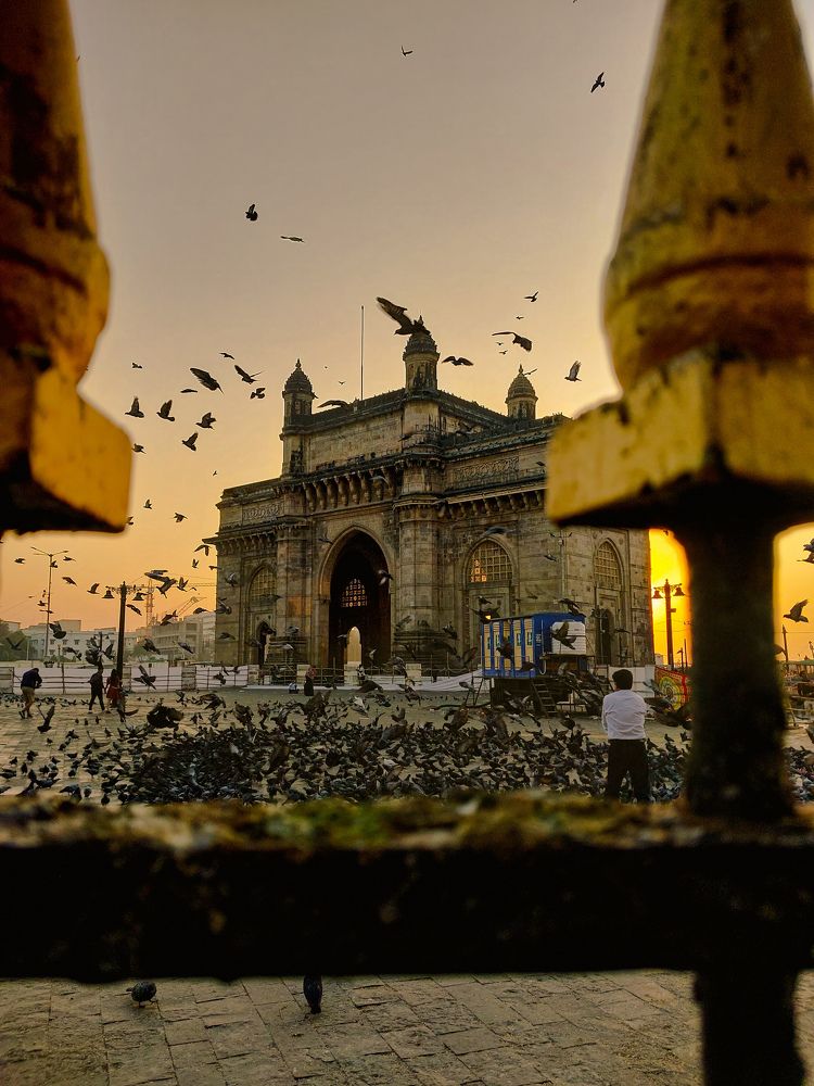 Mumbai & Pigeons