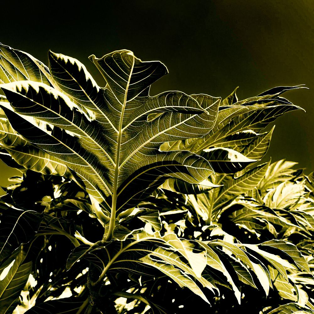 Photograph by Christine ECHEVET-ADAM de VILLIERS