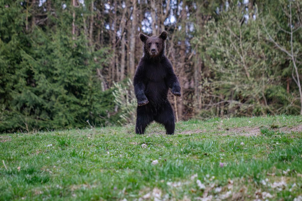 Photograph by George Alexandru Ghiuro