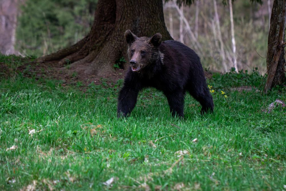 Photograph by George Alexandru Ghiuro