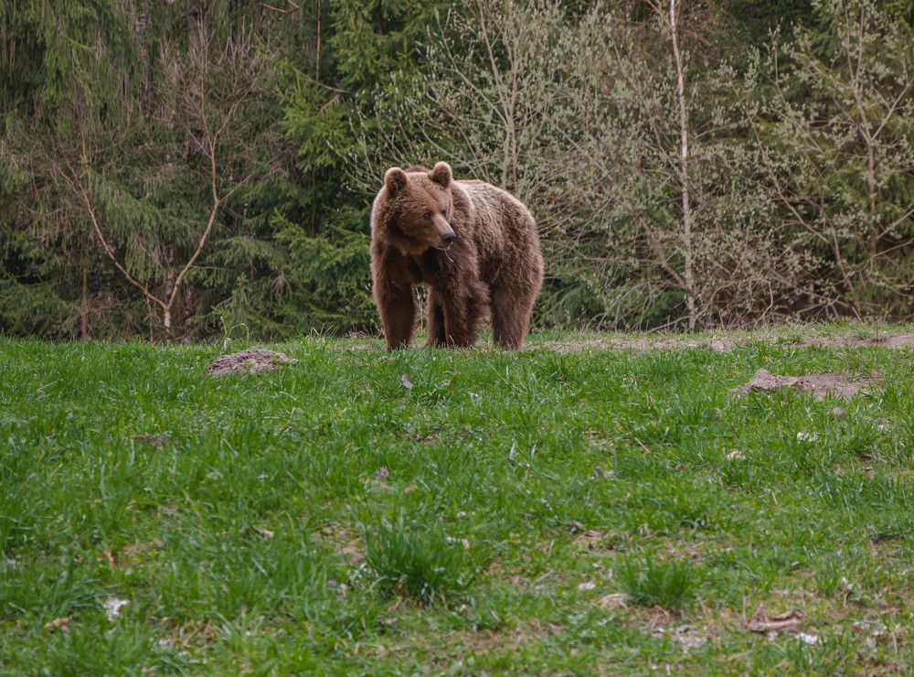 Photograph by George Alexandru Ghiuro