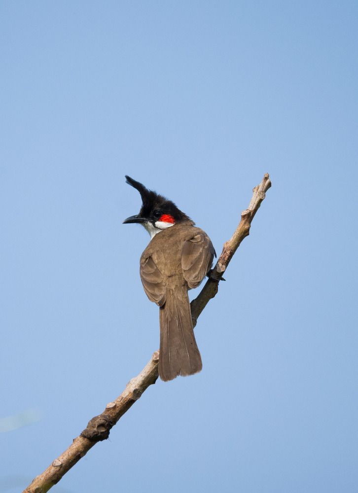 Photograph by Nithin Mathew