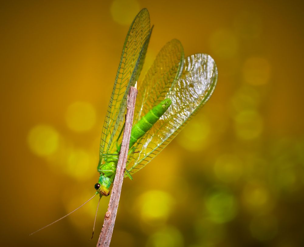 Photograph by Boris Bekelman