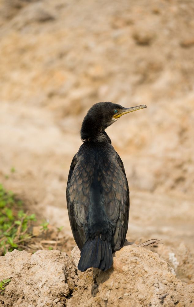 Photograph by Nithin Mathew