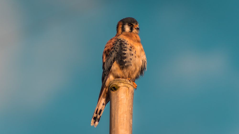 Фотография автора Carlos Jimenez