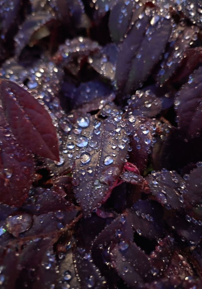 Photograph by Надежда