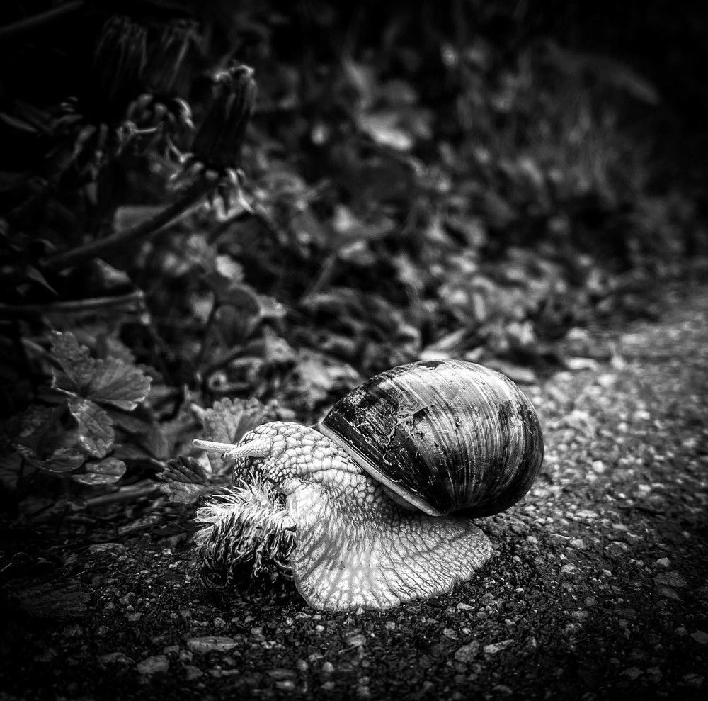 Photograph by Laleh P