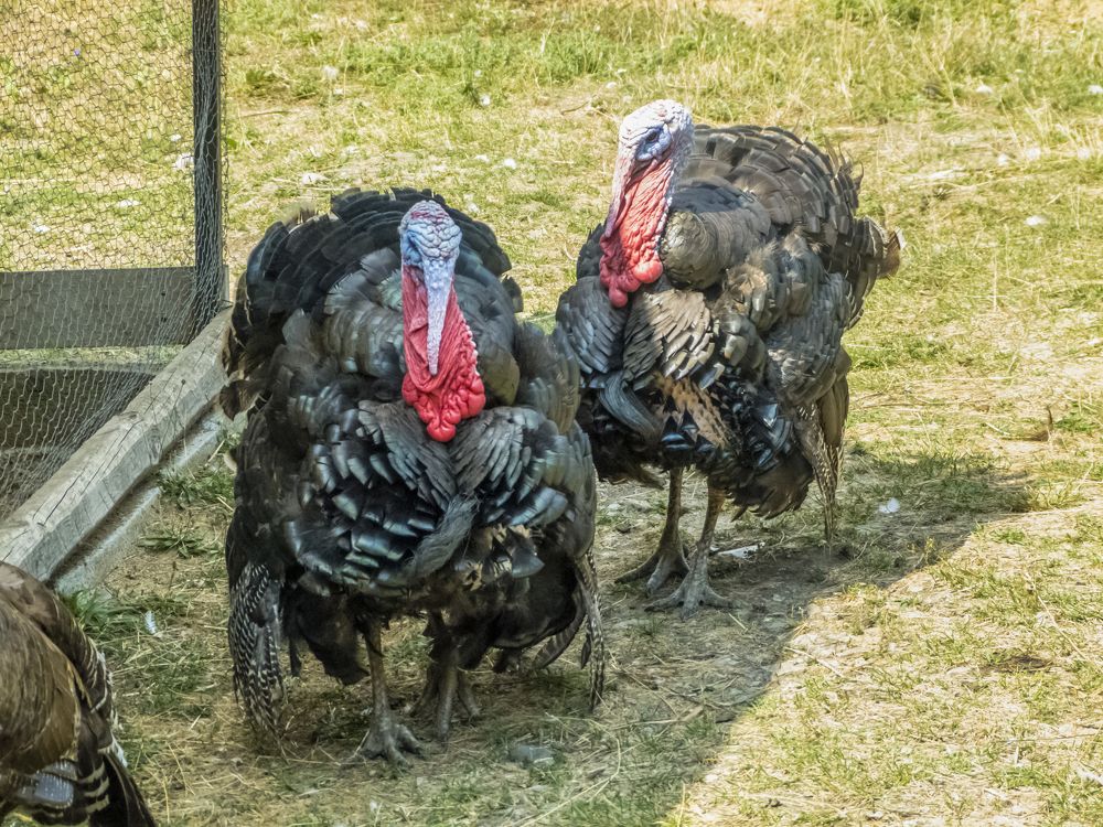 Photograph by Ivaylo Petrov