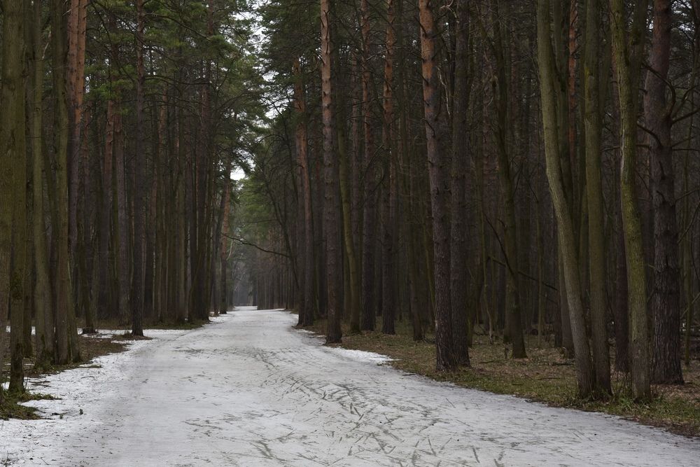 Ранняя весна в лесу.