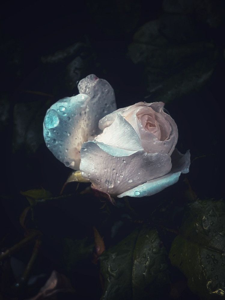 Photograph by Дарья Макаревич