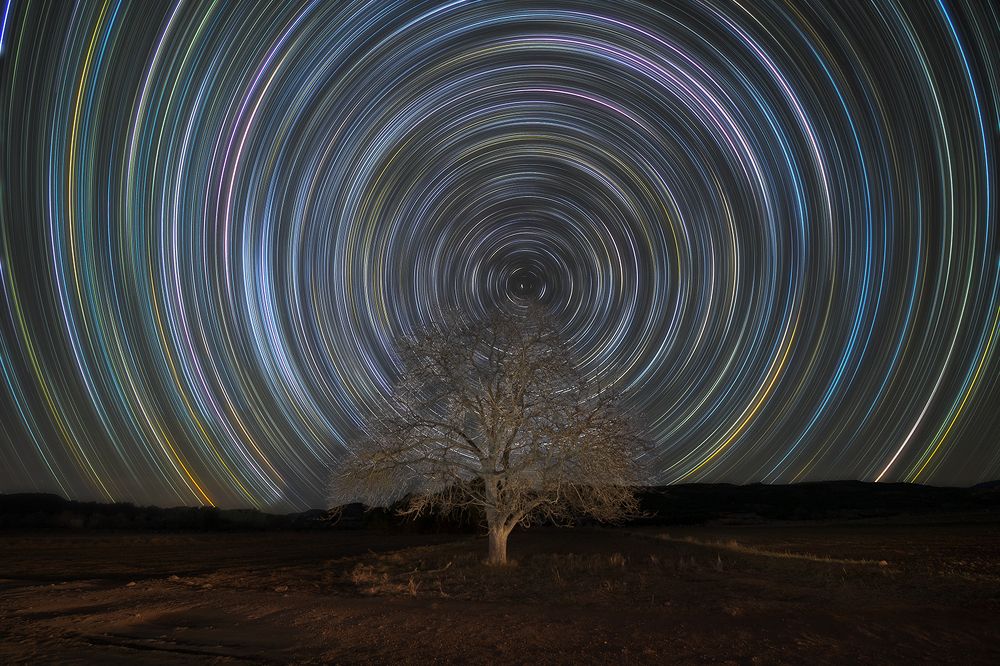 Startrails above Tree