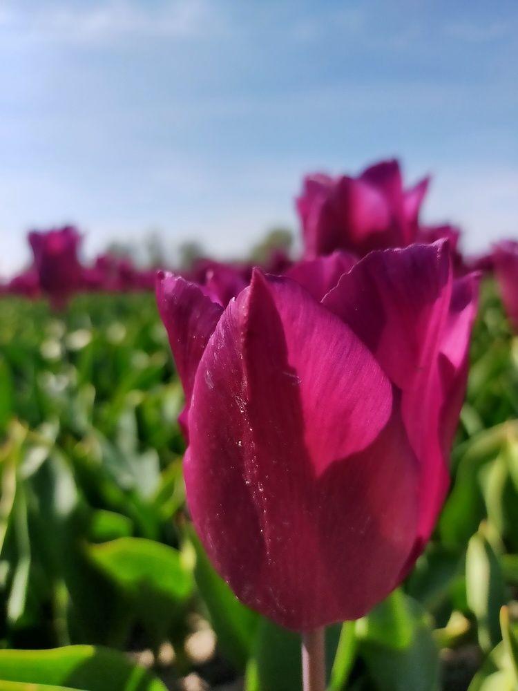 Photograph by A.B M.A